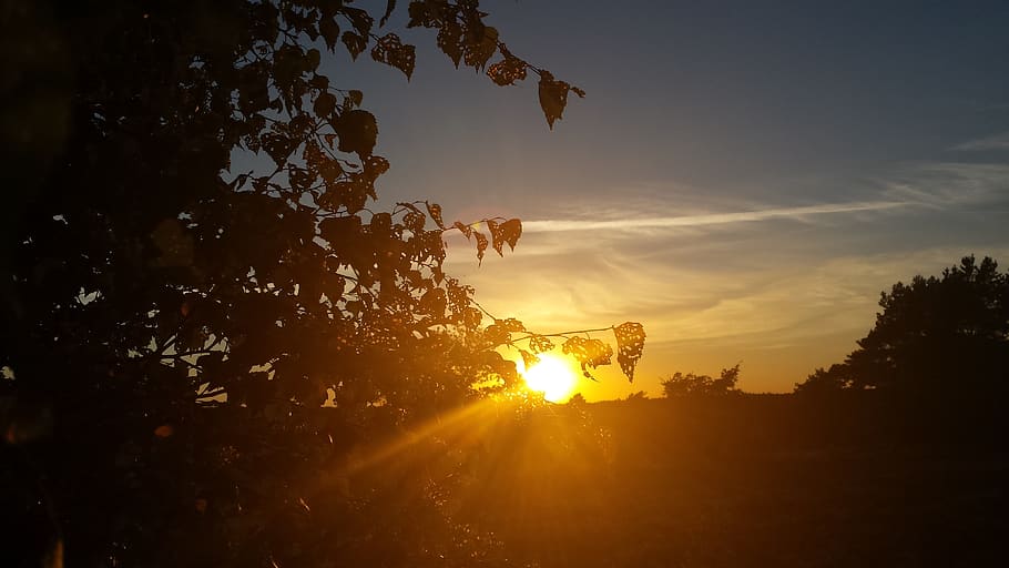 sunset, sky, shadow, dawn, sunlight, tree, sunbeam, silhouette HD wallpaper
