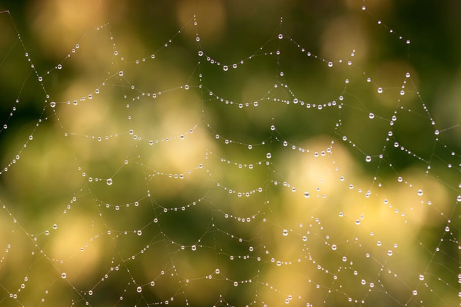 closeup photo of spider web with dewdrops, network, cobweb HD wallpaper