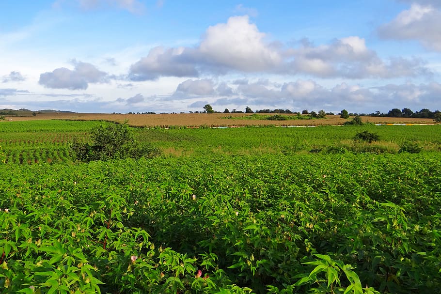 cotton, maize, cultivation, mundgod, india, landscape, environment, HD wallpaper