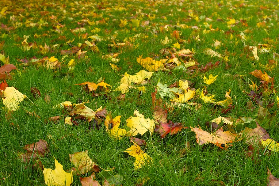 leaf, autumn, fall, nature, plant, land, field, growth, beauty in nature HD wallpaper