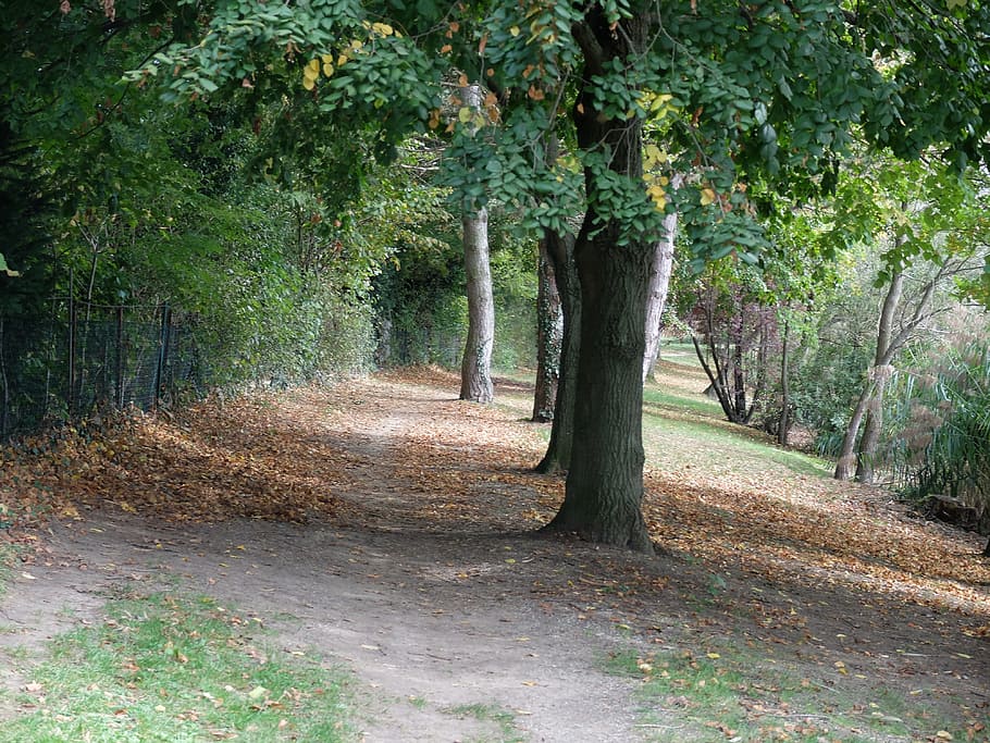 trees, path, nature, leaves, field, allee, plant, growth, direction HD wallpaper