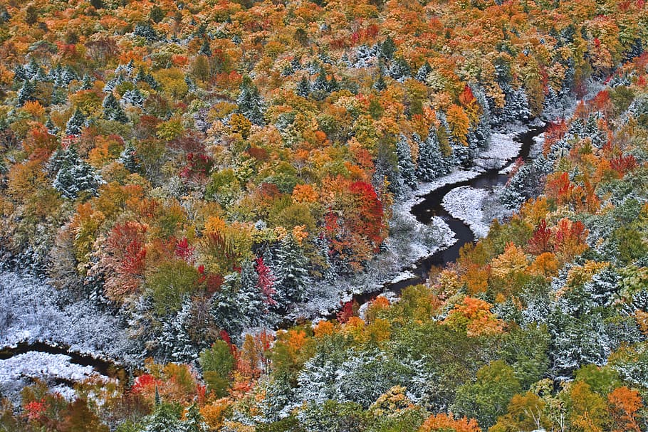 top view of forest, aerial photo of river surrounded by trees HD wallpaper
