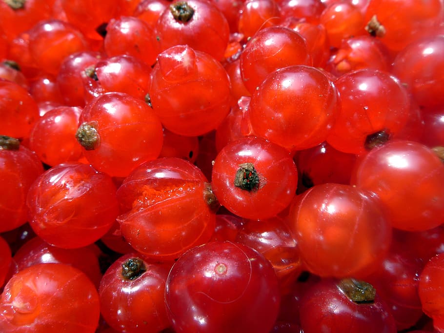 Currants, Berries, Soft Fruit, red, ribes, summer fruit, garden HD wallpaper