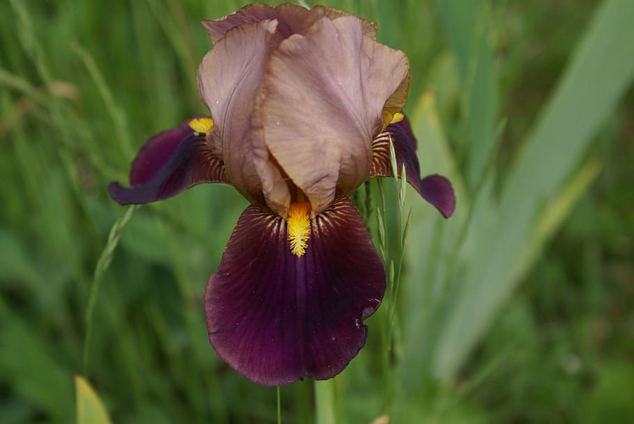 Blossom, Bloom, Iris, Violet, flower, petal, nature, fragility HD wallpaper