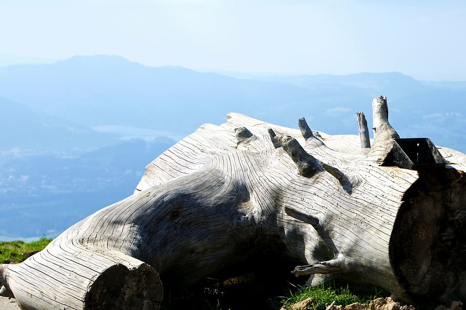 log, branch, dry, weathered, waymarks, watering hole, hike HD wallpaper