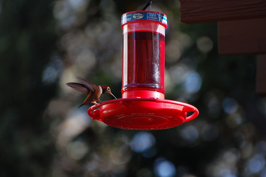 hummingbird, nectar, nature, wing, hover, wildlife, small, tiny HD wallpaper