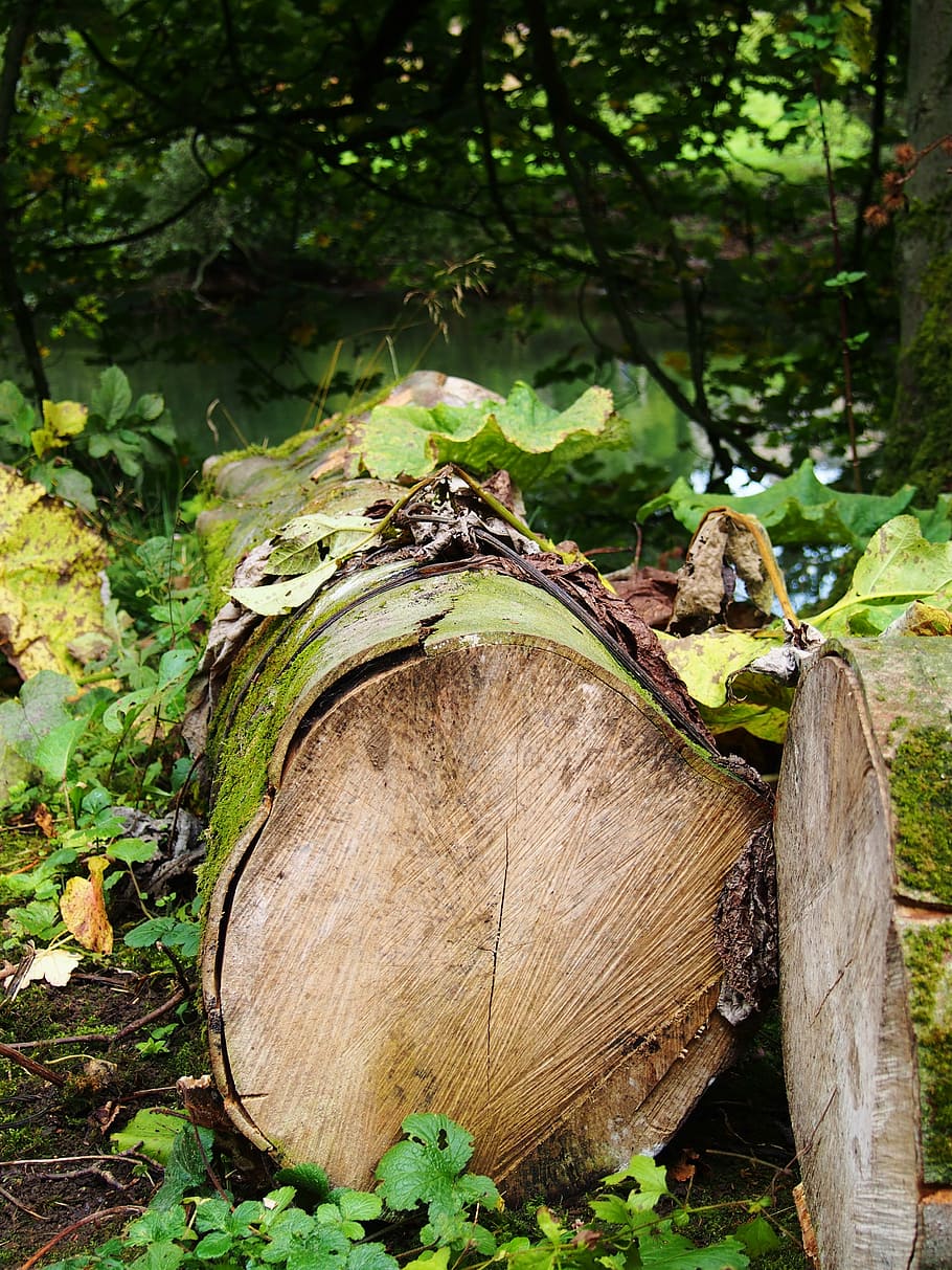 wood, tree, timber, nature, forest, natural, brown, trunk, cut HD wallpaper