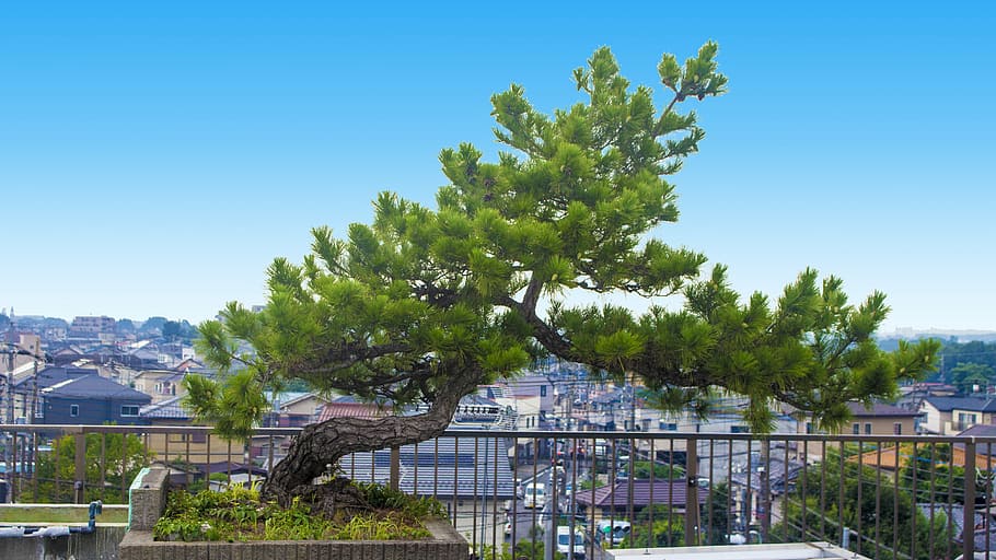 pine tree, life, city, roof, vigorous, lonely, du ao, proud, HD wallpaper