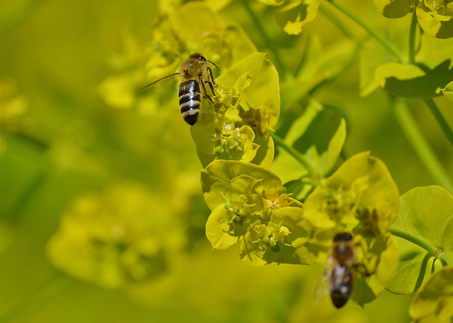 Bee, Insect, Blossom, Bloom, Pollination, pollen, nectar, flower HD wallpaper