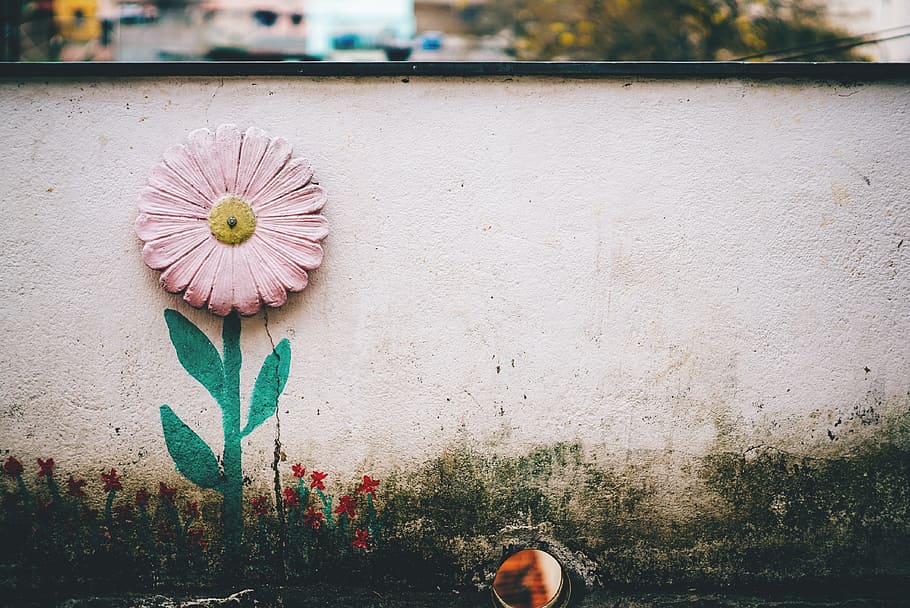 flower, pink, petal, bloom, garden, plant, nature, autumn, fall HD wallpaper