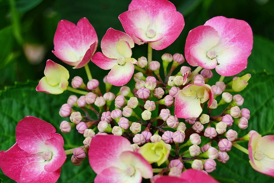 Hydrangea, Flower, Bud, Nature, Spring, garden, flowering, flower garden HD wallpaper