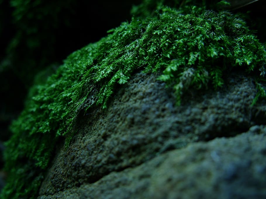 forest, moss, forest litter, macro, the stones, green color HD wallpaper