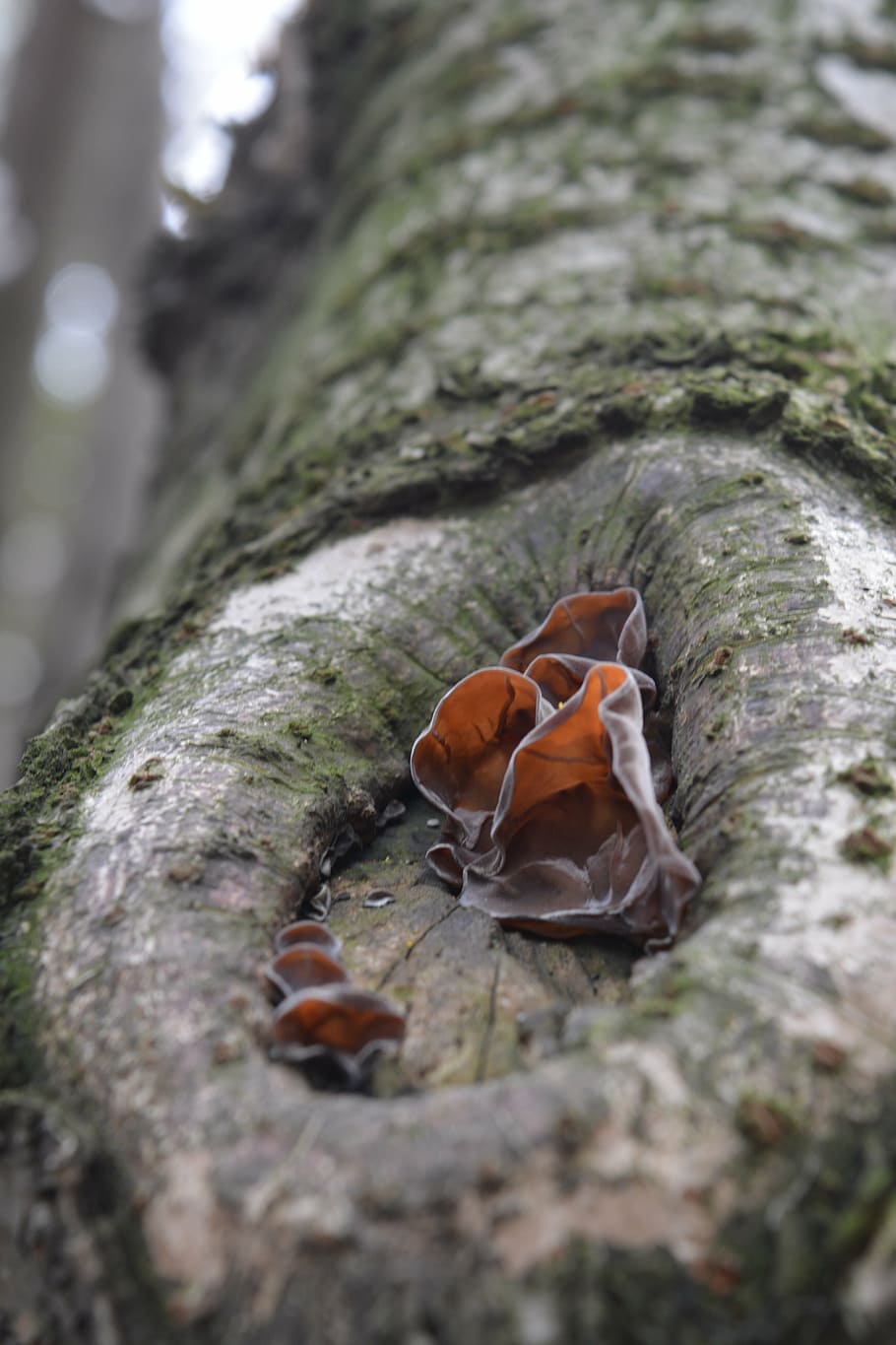 tree, fungus, natural, nature, forest, brown, bark, selective focus HD wallpaper