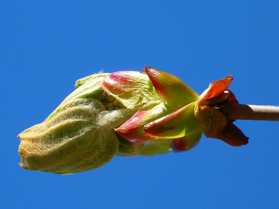 bud, chestnut, chestnut bud, tree, fresh green, plant, blue HD wallpaper