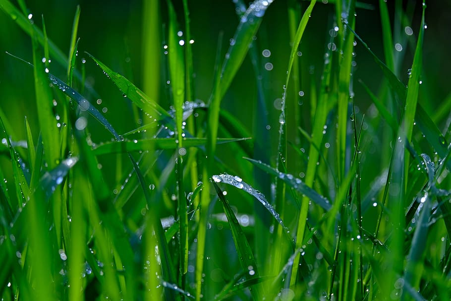 Online crop | HD wallpaper: meadow, wet, raindrop, nature, drip, water ...