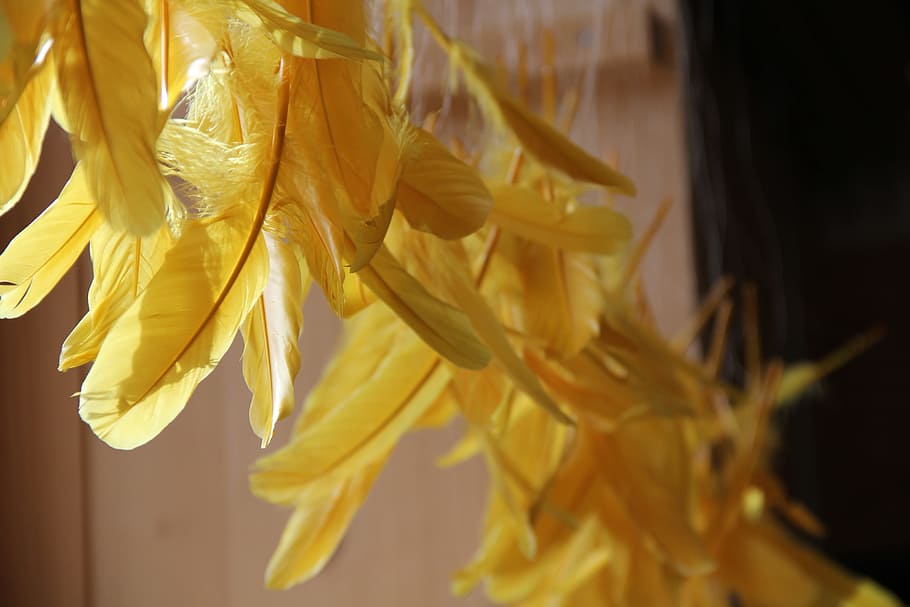 feather, yellow, plumage, flower, plant, flowering plant, close-up HD wallpaper