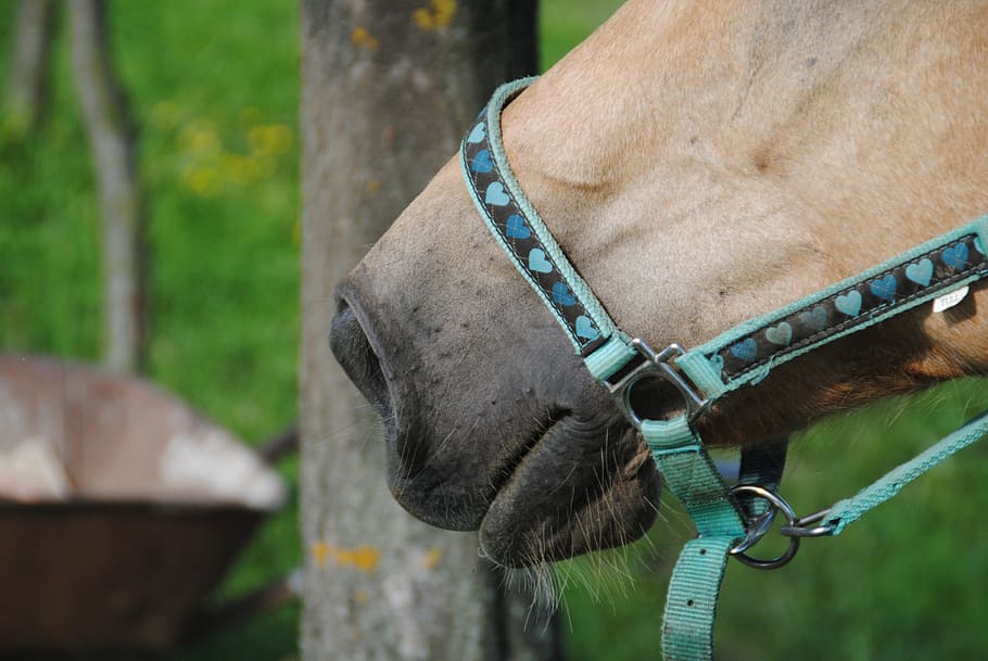 horse, muzzle, mare, animal, slovakia, the head of the, animal themes HD wallpaper