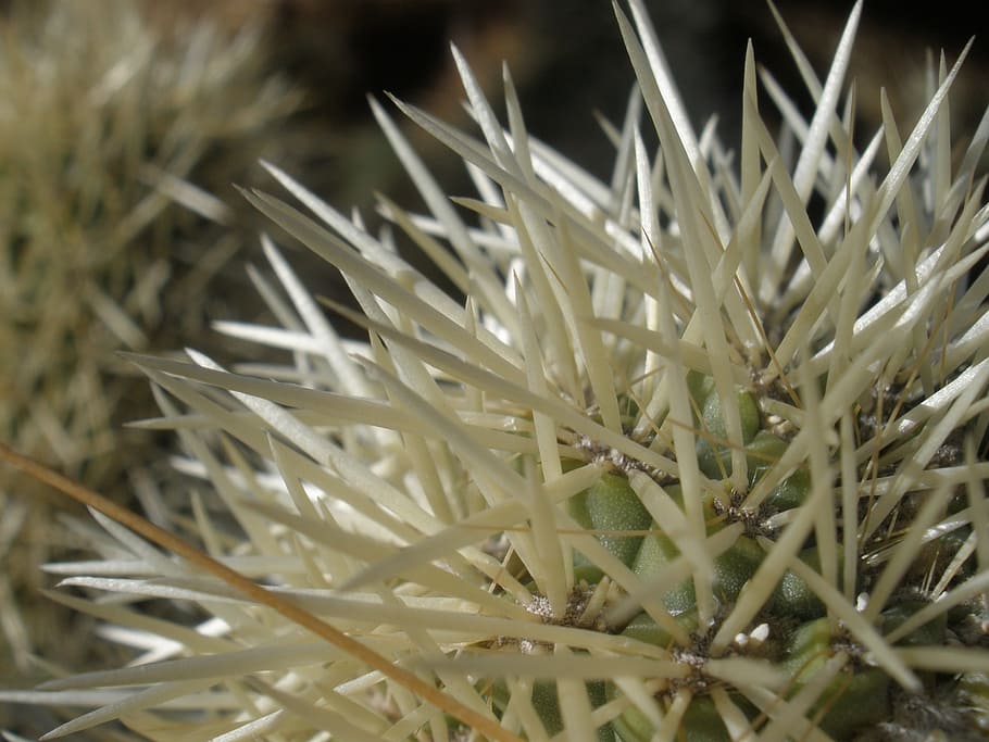 plant, cactus, cholla, growth, close-up, nature, beauty in nature HD wallpaper
