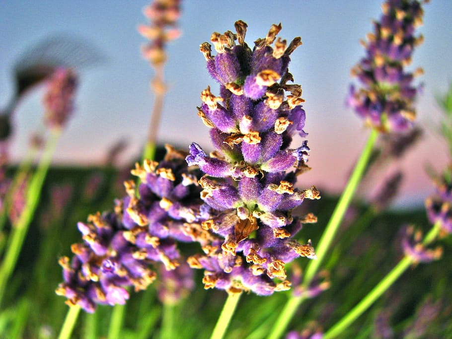 Flower, Close, Garden, Macro, Purple, nature, lavender, plant HD wallpaper