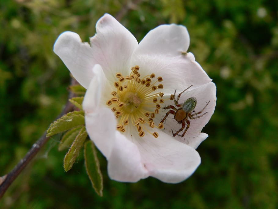 flower, spider, macro, insects, arachnid, nature, flowers, plant HD wallpaper