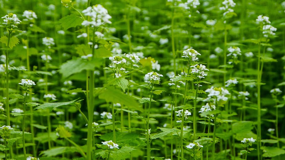 flowers, white, forest, green, the stem, leaf, foliage, petal HD wallpaper