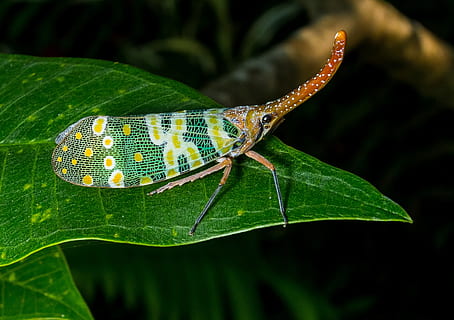 Canthigaster Cicada, Fulgoromorpha, insect, proboscis, long HD wallpaper