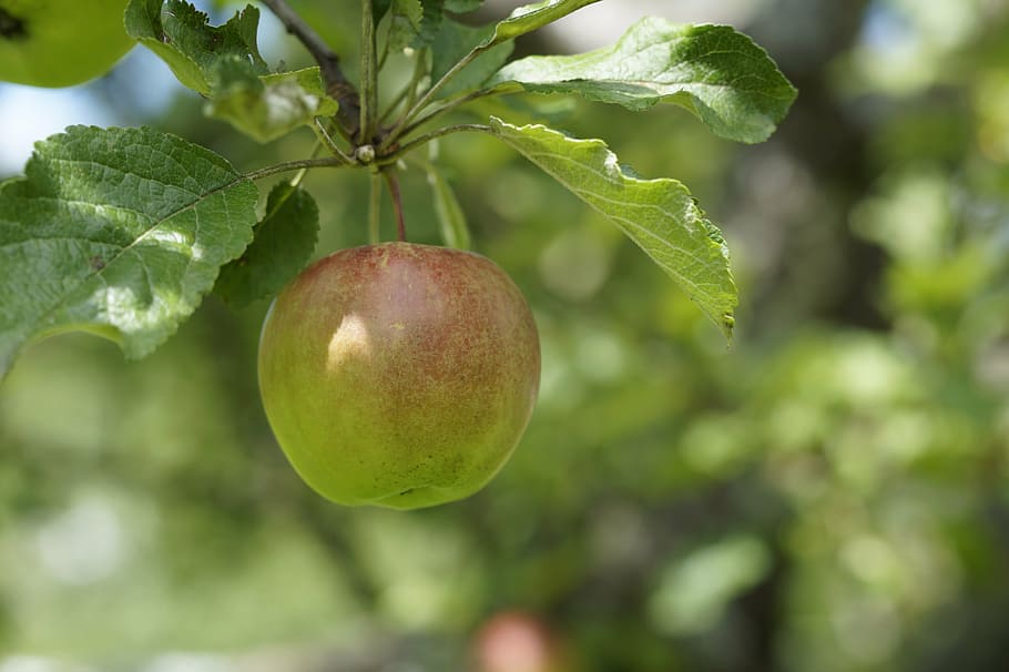 apple, depend, tree, fruit, green, apple tree, nature, plant HD wallpaper