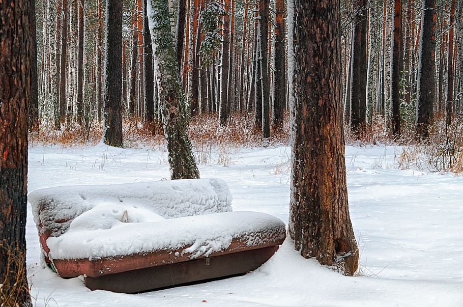Winter, Sofa, Forest, Tree, trees, nature, tree trunks, landscape HD wallpaper