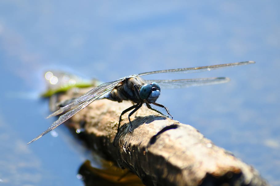 Natural, Landscape, Insect, Dragonfly, option color dragonfly HD wallpaper