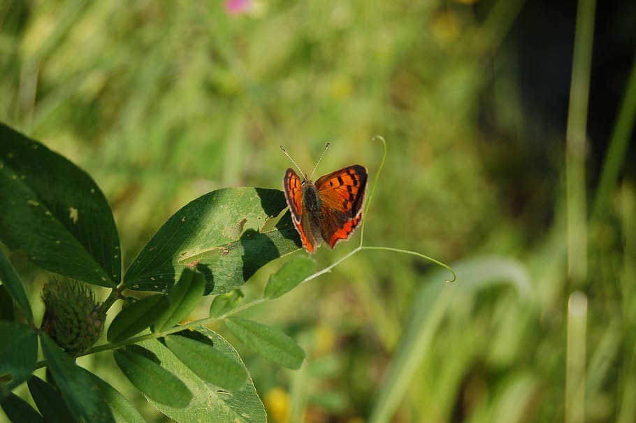 nature, insect, butterfly, leaf, plant part, invertebrate, animals in the wild HD wallpaper