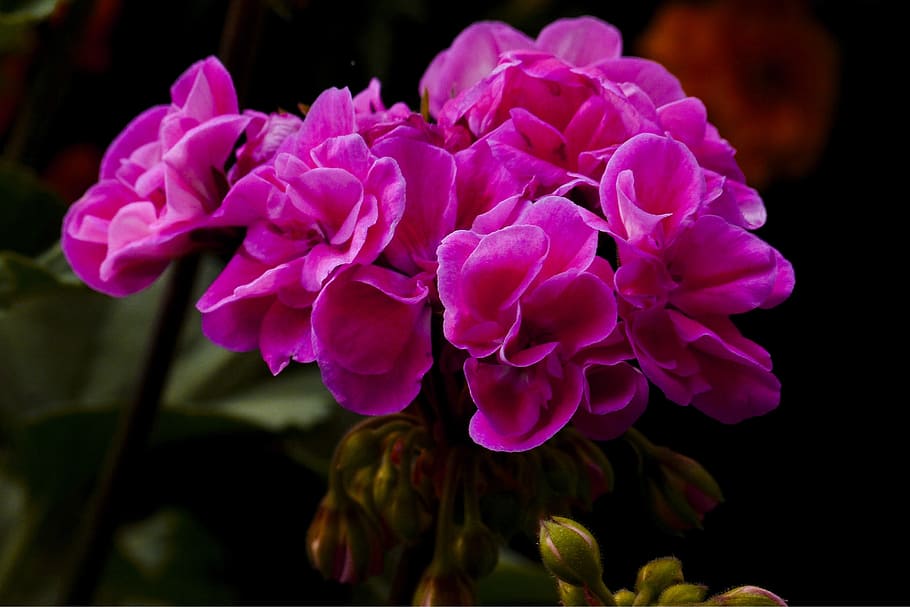 pink flowers, geranium, garden, plant, close-up, summer, beautiful HD wallpaper