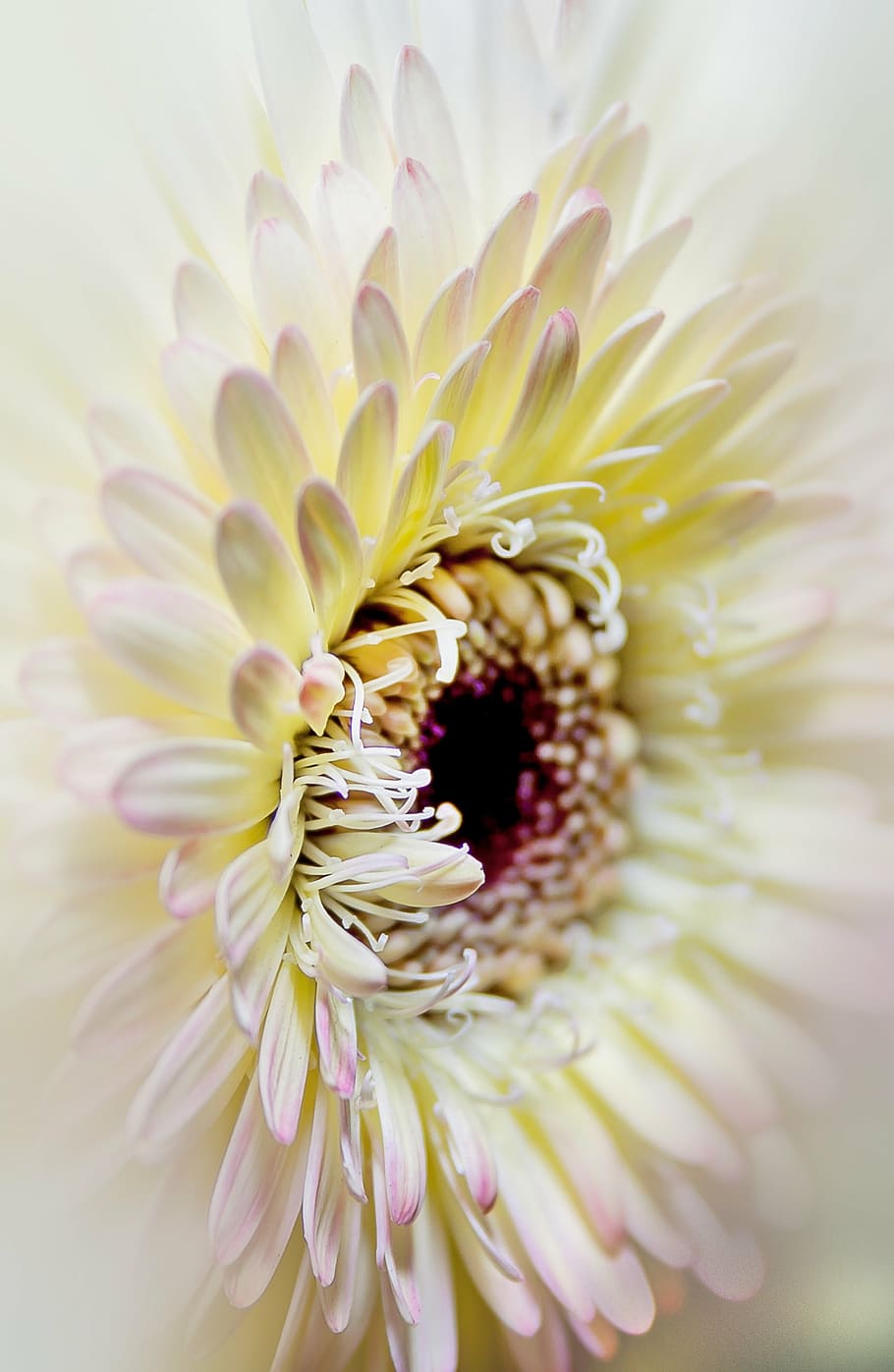 white and purple flower, gerbera, close, macro, nature, plant HD wallpaper
