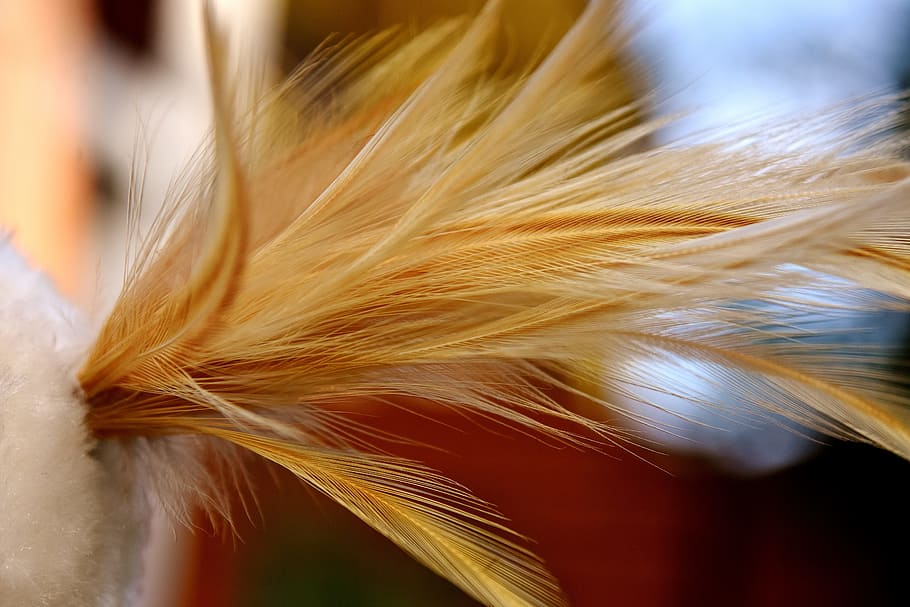 HD wallpaper: feather, bird, nature, plumage, bird feather, close-up