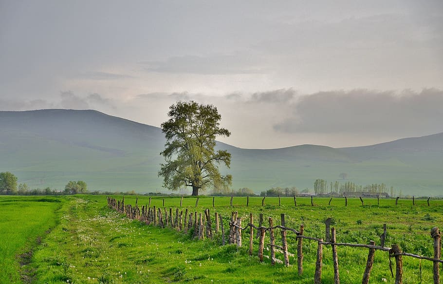 landscape photography of green grass field under gray sky, tree HD wallpaper