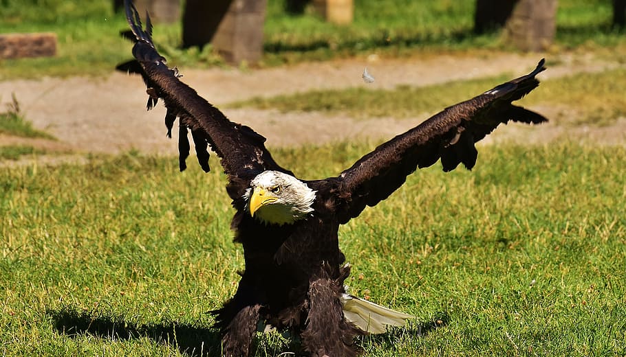 Adler, Bald Eagles, Bird, Raptor, bird of prey, bill, wildlife photography HD wallpaper