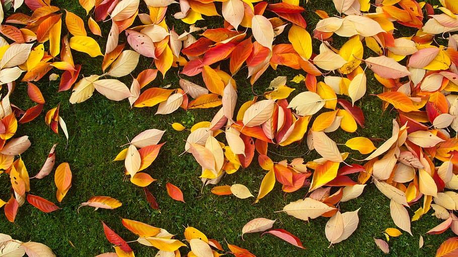 dried leaves on grass, orange leaves on green grass field, leafe