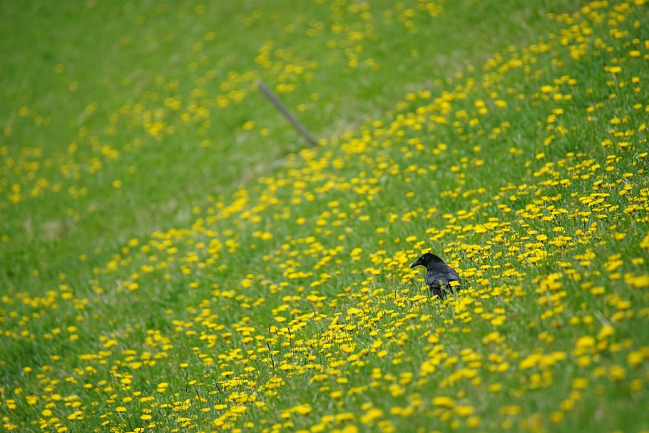crow, volatile, bird, animal, wild, nero, birds, fauna, animals HD wallpaper