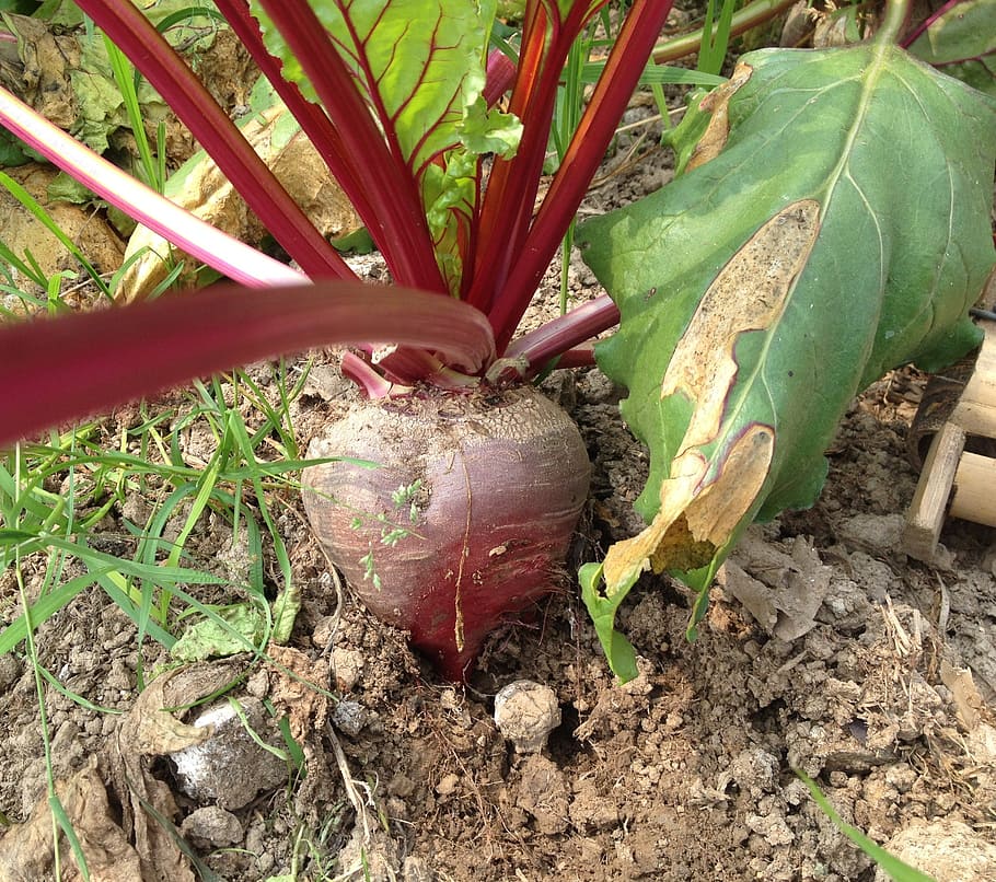 beet root, red, vegetable, healthy, soil, farm, garden, growth, HD wallpaper
