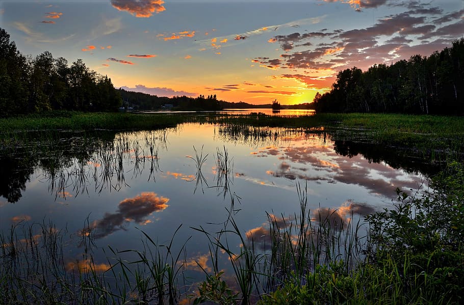 river surrounded by green leafed trees, grasses, lake, sunset HD wallpaper