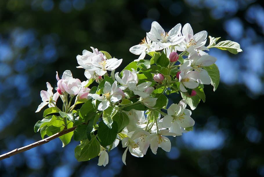 apple blossom, white, apple tree, spring, white flower, branch HD wallpaper