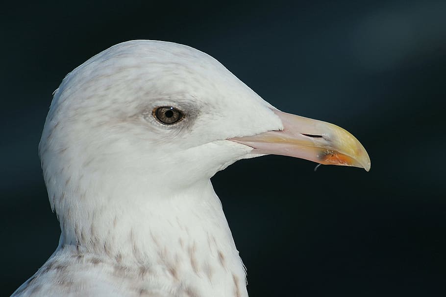 herring gull, larus argentatus, laridae, gulls, animal, grossmoeve, HD wallpaper