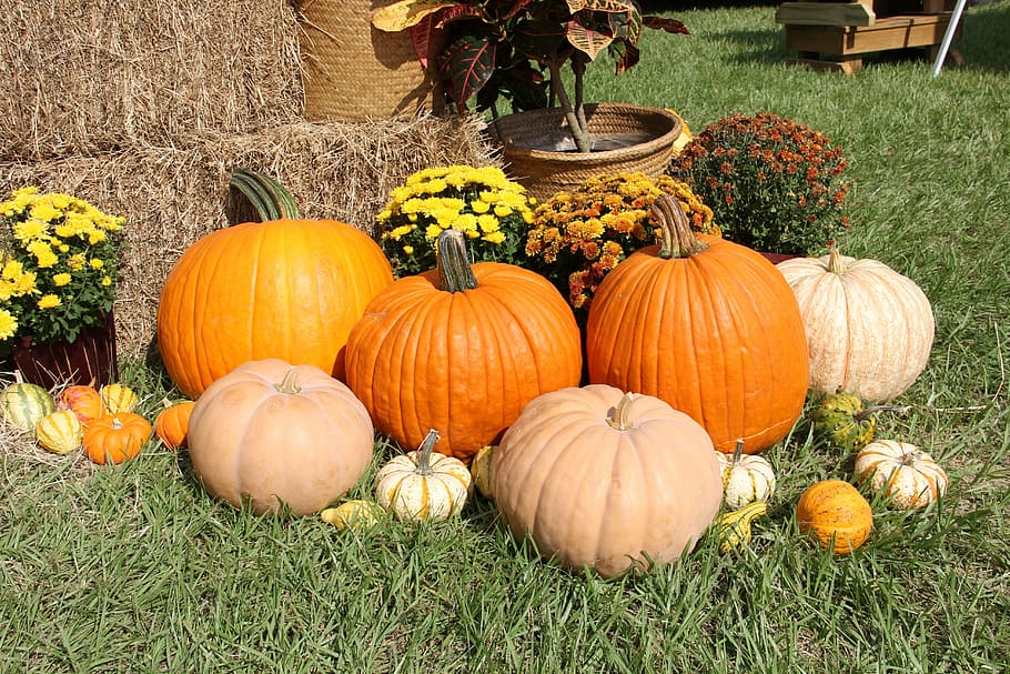 pumpkins on green grass, gourds, fall, halloween, thanksgiving, HD wallpaper