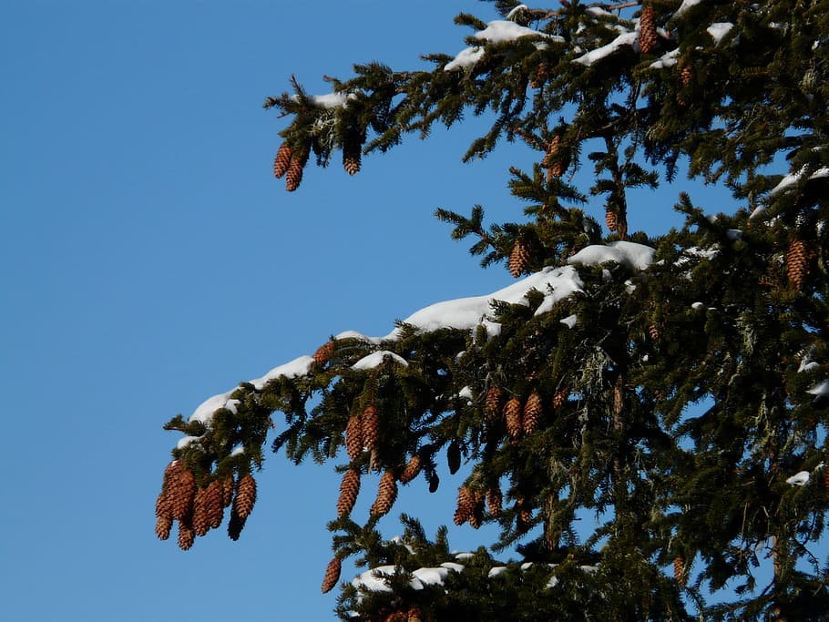 tap, pine cones, spruce, picea, pine greenhouse, western, common HD wallpaper
