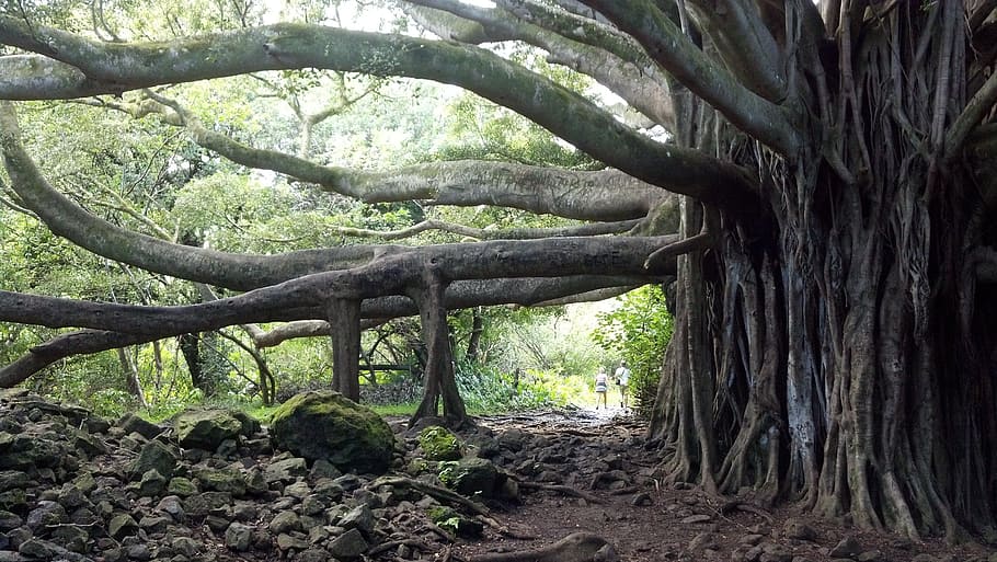 huge tree beside rocks, banyan tree, maui, hawaii, banyon, beach