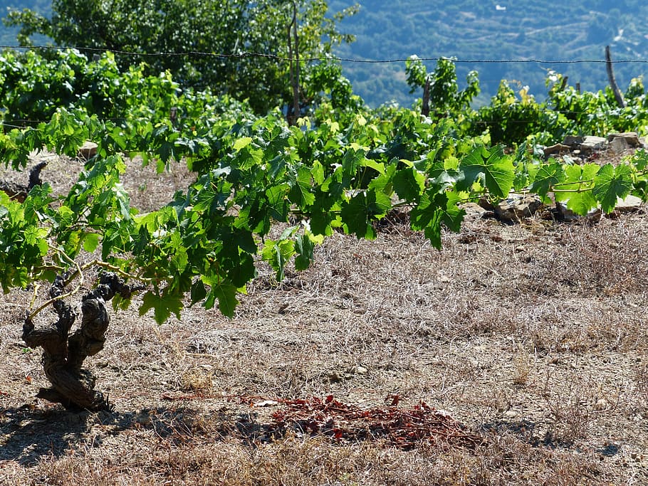 Vines, Grapevines, Ranke, Wine, winegrowing, plant, dry, nature HD wallpaper