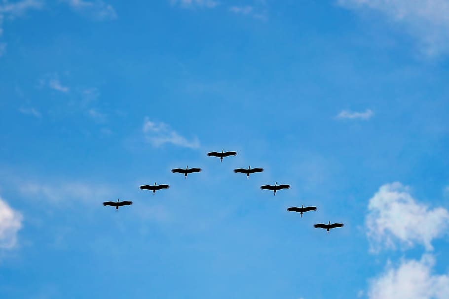 eight flying birds in the sky, high fly, migrating, wildlife, HD wallpaper