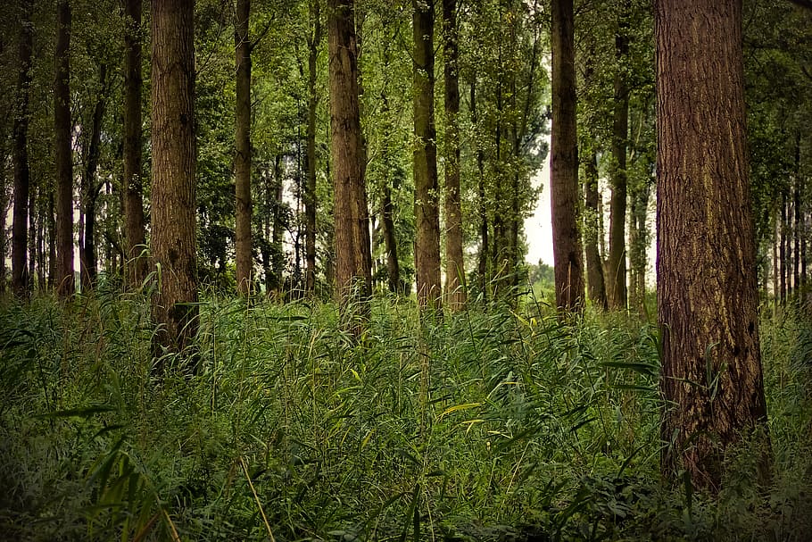 forest, trees, landscape, branches, leaves, old tree, log, wood HD wallpaper