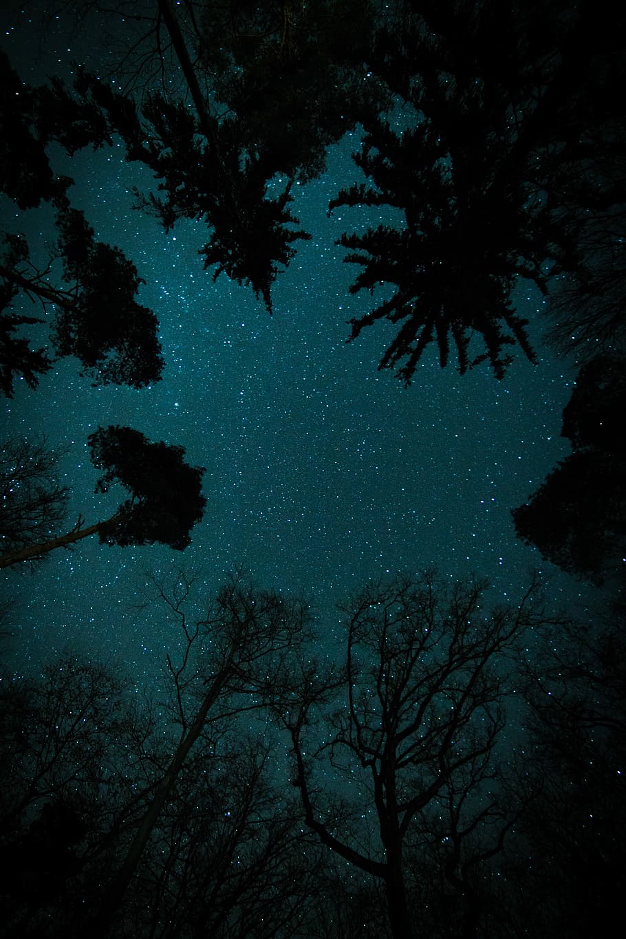 trees under starry sky, birds eye view photography of starry night HD wallpaper