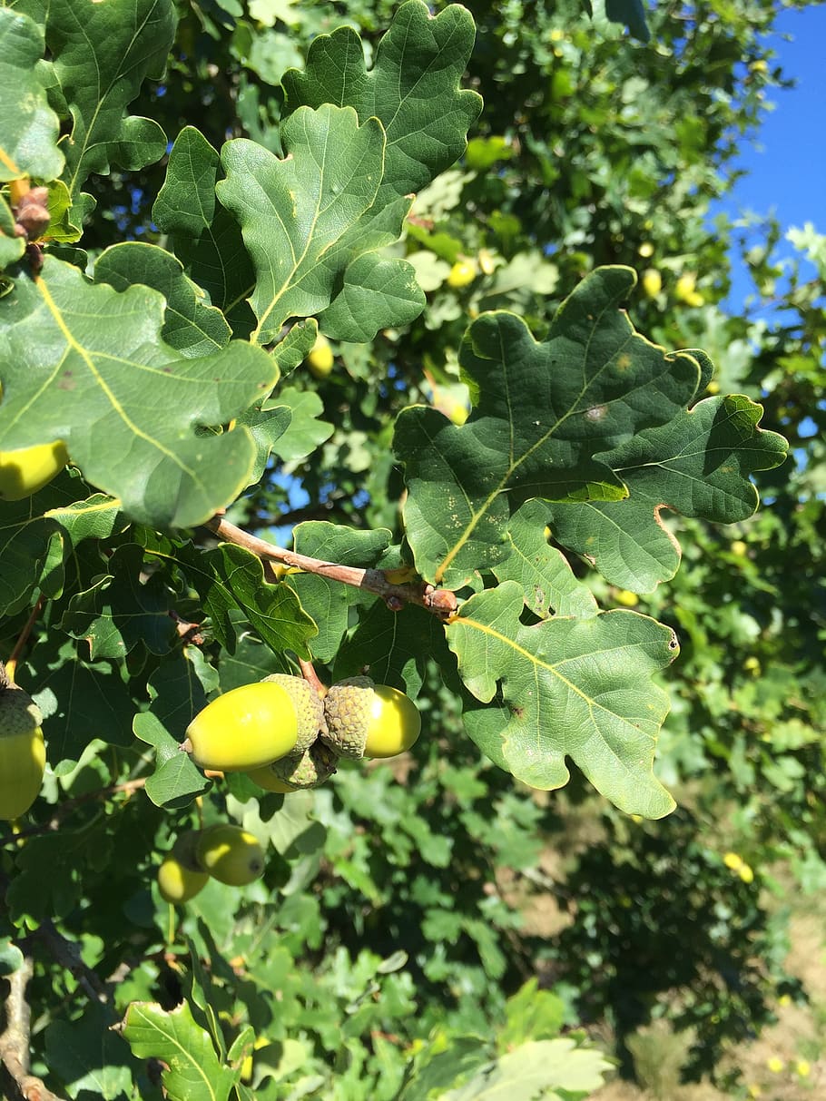 oak, tree, nature, fruit, deciduous tree, oak fruit, acorns HD wallpaper