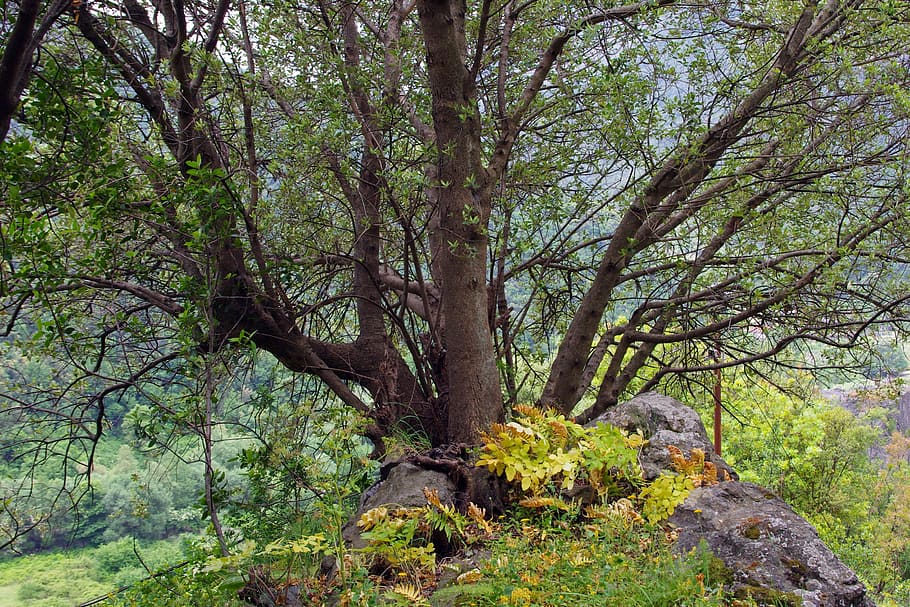 Tree, Branches, Leaves, Campaign, autumn, nature, plant, green HD wallpaper